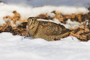 © Oliver Smart © Oliver Smart