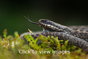 Click to start slideshow