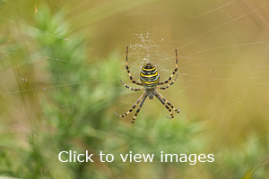 Click to start slideshow