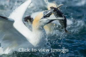 Click to start slideshow