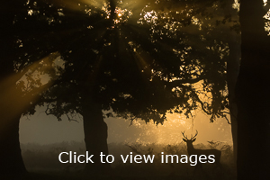 Click to start slideshow