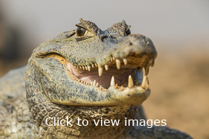 Click to start slideshow