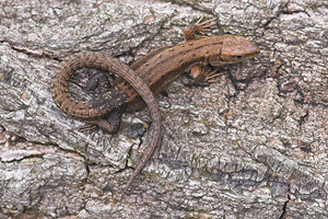 © Oliver Smart © Oliver Smart