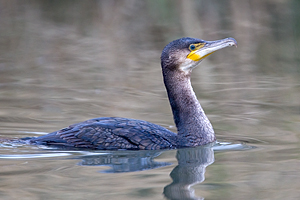 © Oliver Smart © Oliver Smart