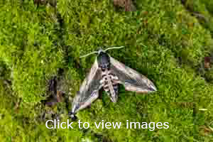 Click to start slideshow