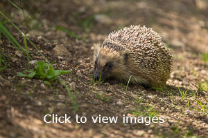 Click to start slideshow