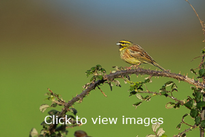 Click to start slideshow