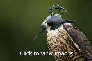 Click to start slideshow