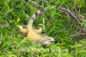 Click to start slideshow