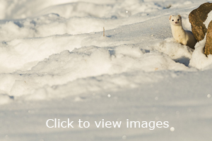 Click to start slideshow