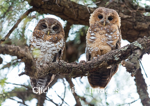 Click to start slideshow