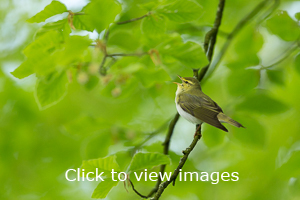 Click to start slideshow