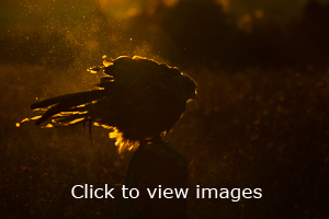 Click to start slideshow