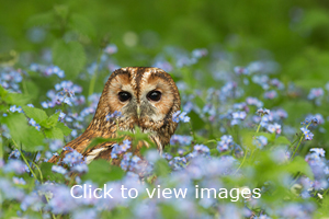 Click to start slideshow