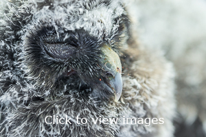 Click to start slideshow