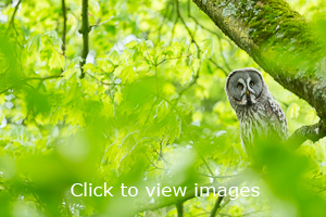 Click to start slideshow