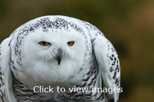 Click to start slideshow