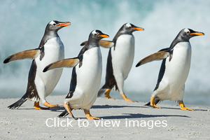 Click to start slideshow