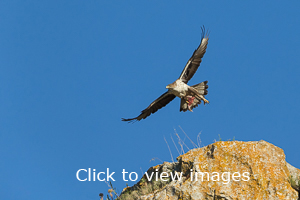 Click to start slideshow