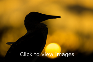 Click to start slideshow