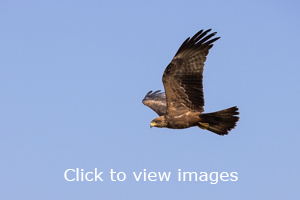 Click to start slideshow