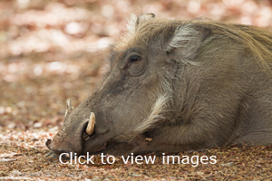 Click to start slideshow