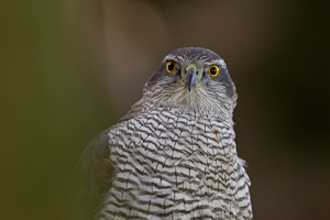 © Oliver Smart © Oliver Smart