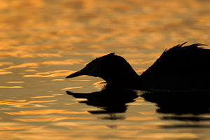 © Oliver Smart © Oliver Smart