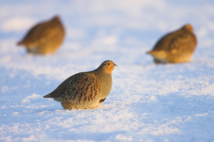 © Oliver Smart © Oliver Smart