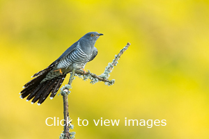 Click to start slideshow