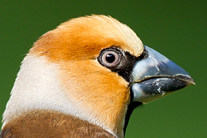 © Oliver Smart © Oliver Smart