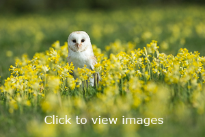 Click to start slideshow