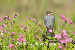 Click to start slideshow