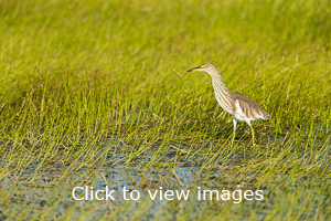 Click to start slideshow