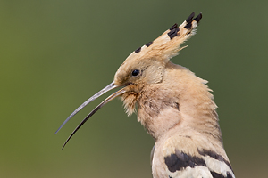 © Oliver Smart © Oliver Smart