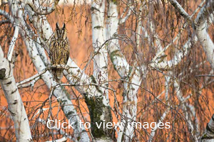 Click to start slideshow