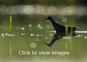 Click to start slideshow