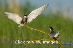 Click to start slideshow