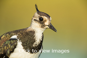 Click to start slideshow