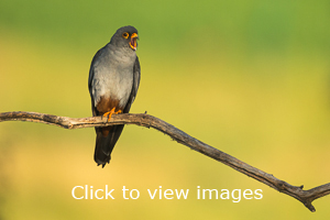 Click to start slideshow