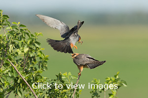 Click to start slideshow