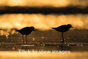 Click to start slideshow