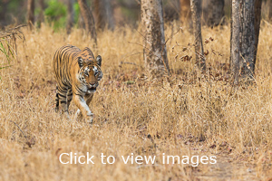 Click to start slideshow