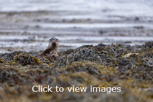 Click to start slideshow