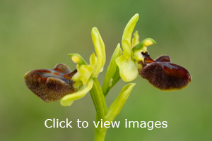 Click to start slideshow