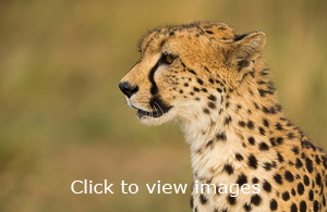 Click to start slideshow