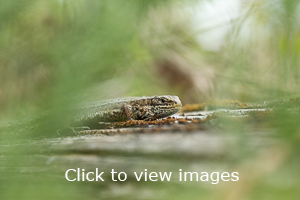 Click to start slideshow