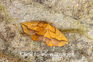 Click to start slideshow