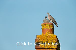 Click to start slideshow