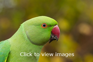 Click to start slideshow